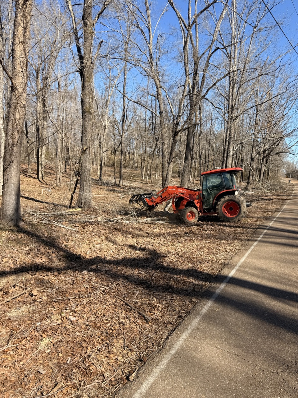 Tree and Limb Cleanup in Taylor MS 